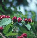 American Beautyberry / Callicarpa americana 
